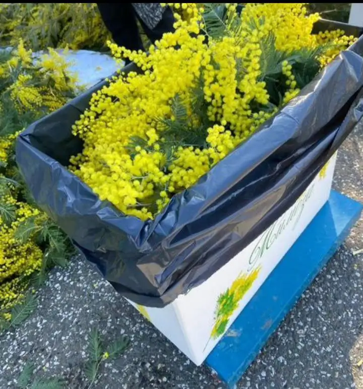 Шикарная мимоза из Абхазии сорт пушистая лимонка - Продукты питания (Барахолка) в Волноваха