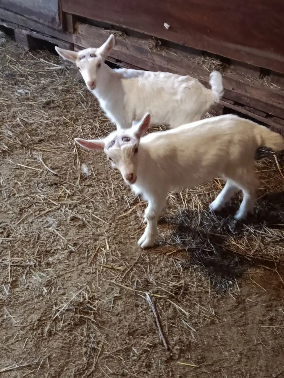 Продажа козочек Зааненской породы - Сельскохозяйственные животные (Животные) в Мариуполь