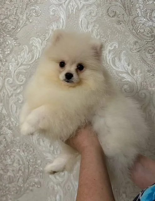 Продажа щенков померанского шпица в медвежьем типе - частное объявление в Донецк