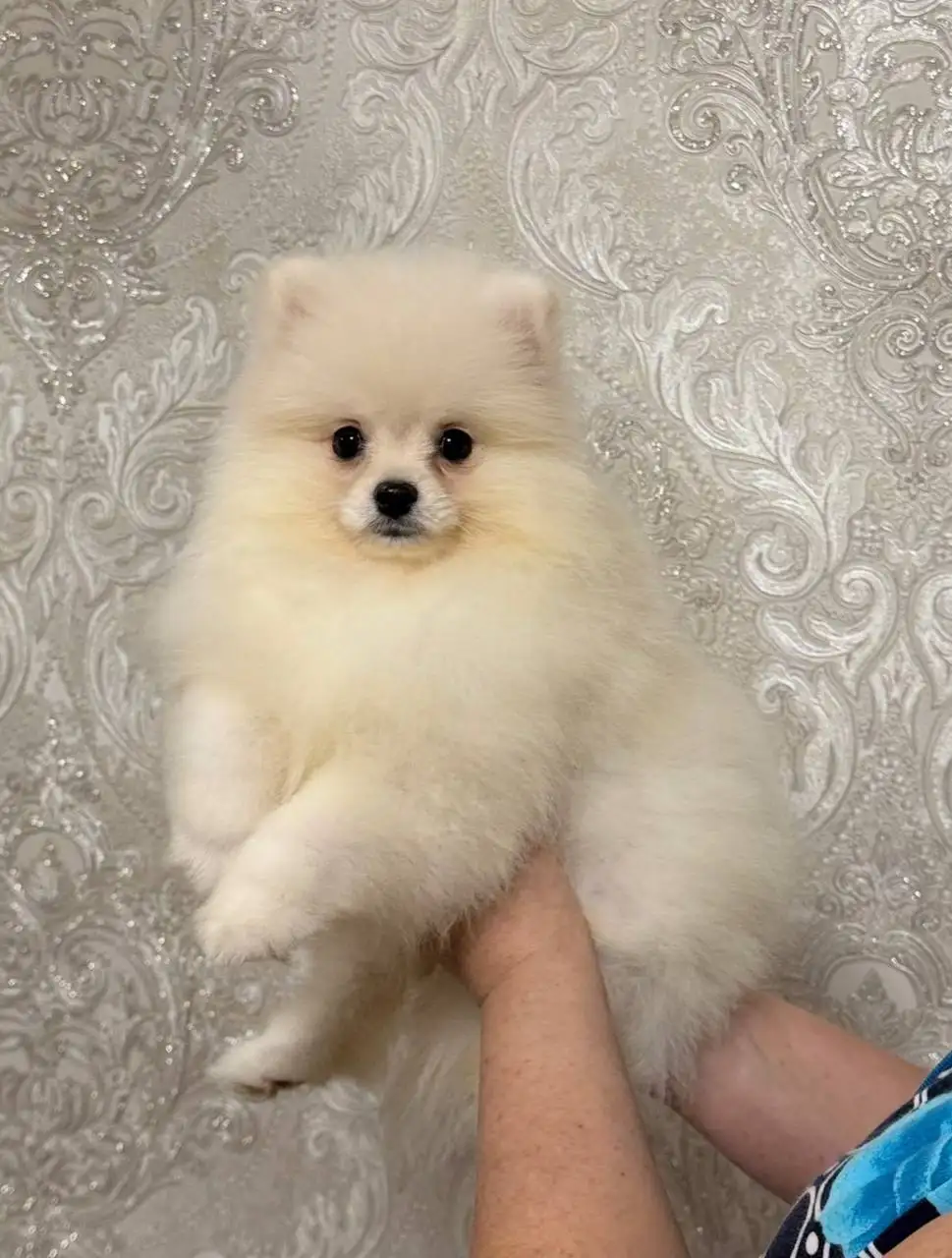 Продажа щенков померанского шпица в медвежьем типе - Собаки (Животные) в Донецк