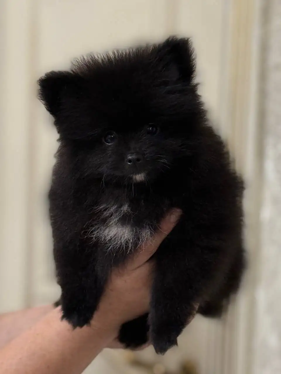 Продажа щенков померанского шпица в медвежьем типе - Собаки (Животные) в Донецк