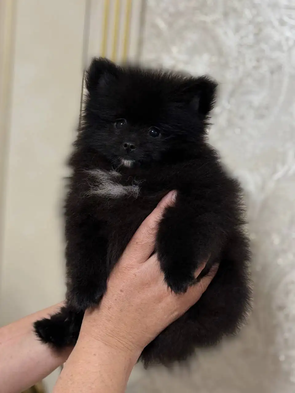 Продажа щенков померанского шпица в медвежьем типе - Собаки (Животные) в Донецк