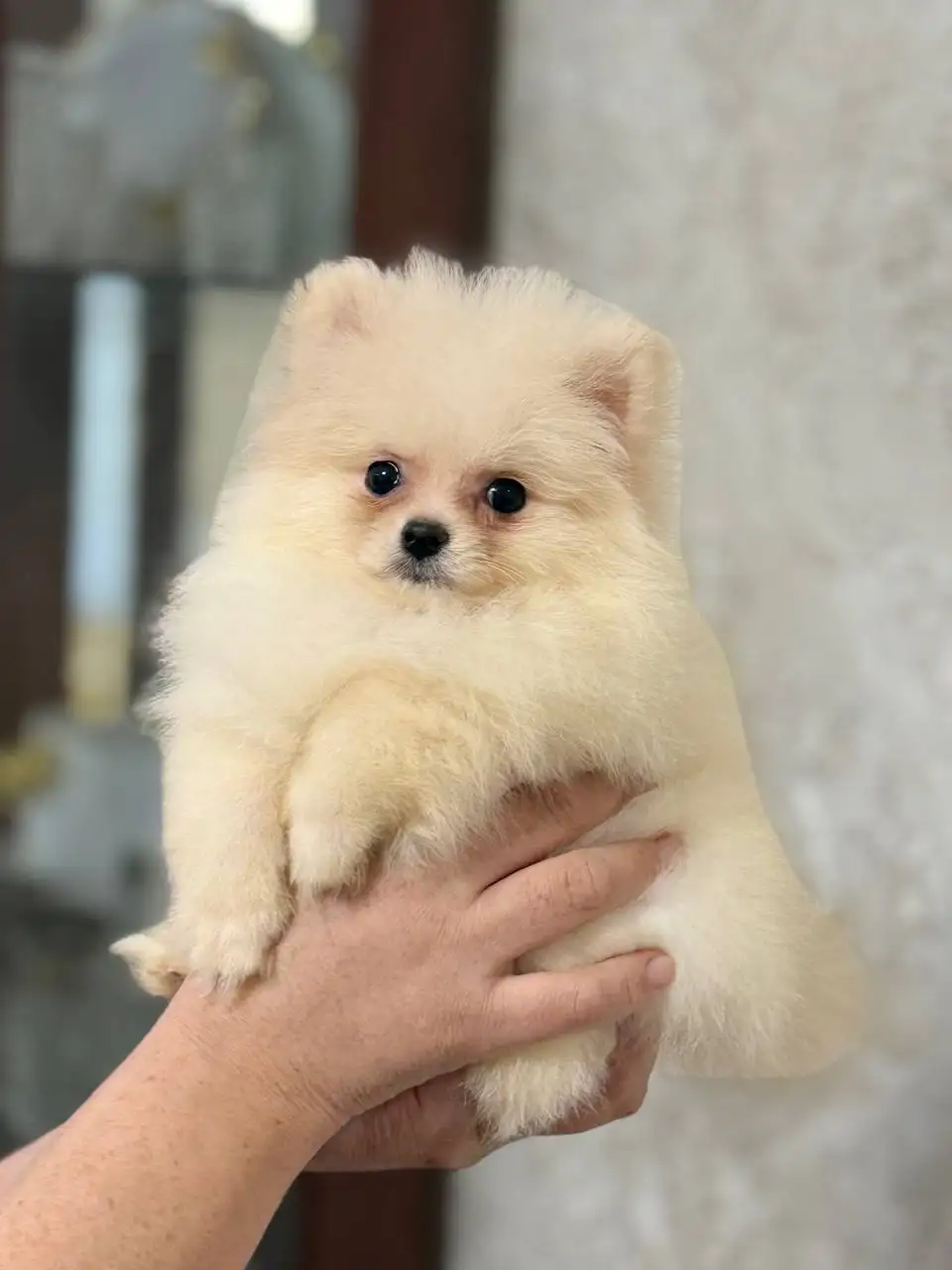 Продажа щенков померанского шпица в медвежьем типе - Собаки (Животные) в Донецк