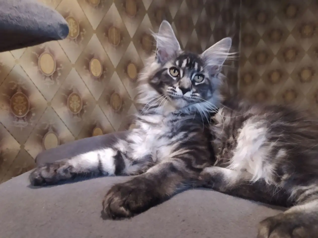 Котята породы мейн-кун - Кошки (Животные) в Волноваха