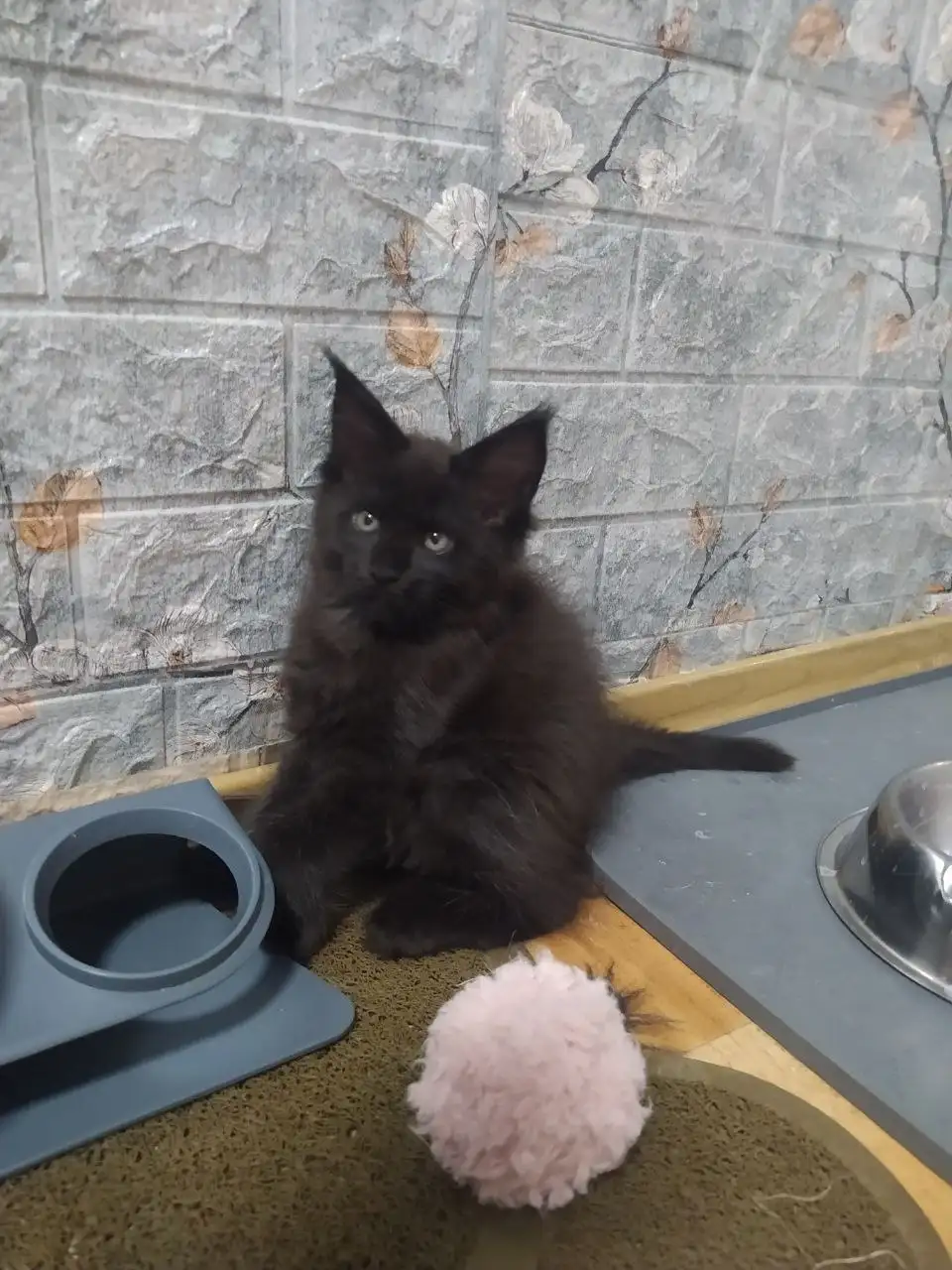 Котята породы мейн-кун - Кошки (Животные) в Волноваха