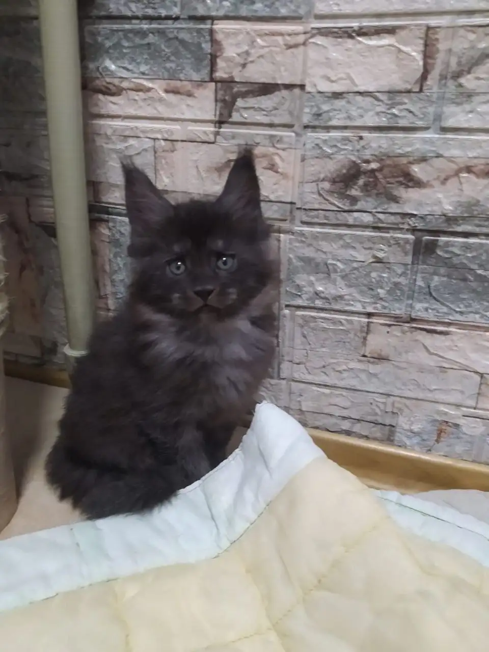 Котята породы мейн-кун - Кошки (Животные) в Волноваха