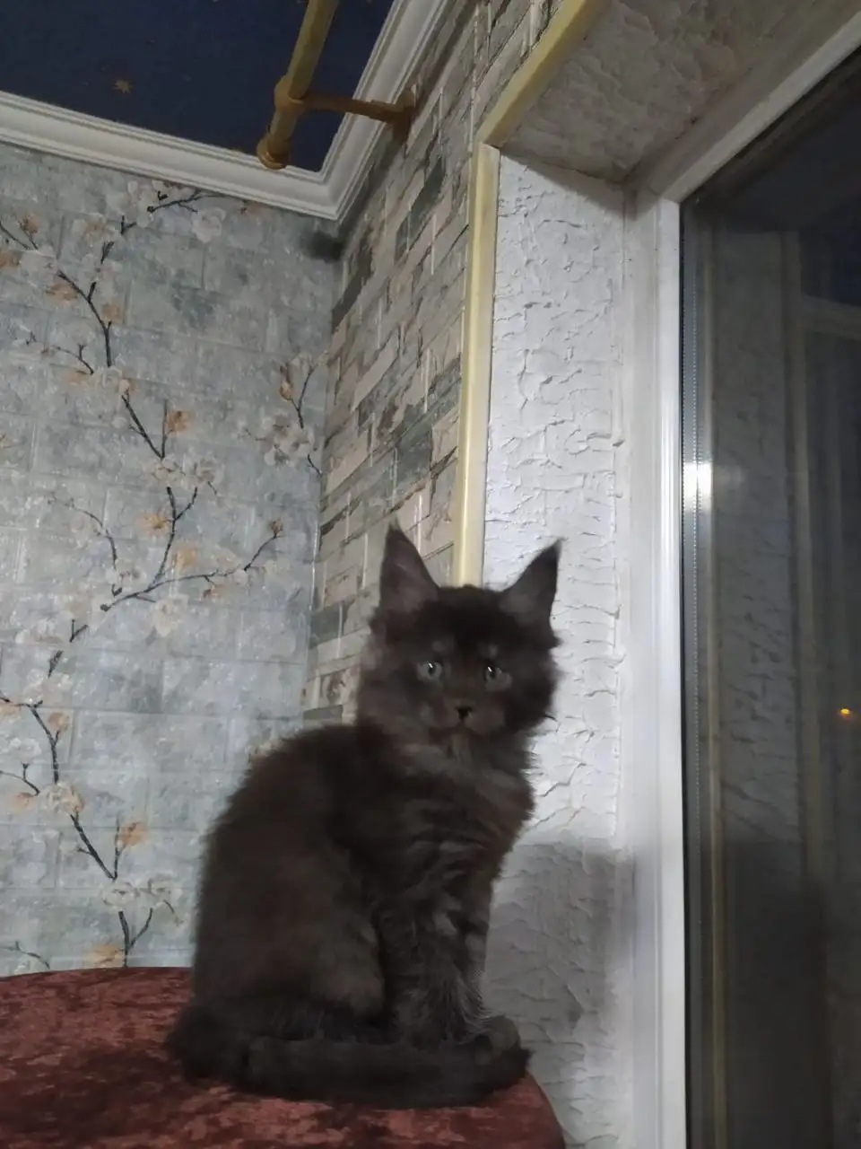 Котята породы мейн-кун - Кошки (Животные) в Волноваха