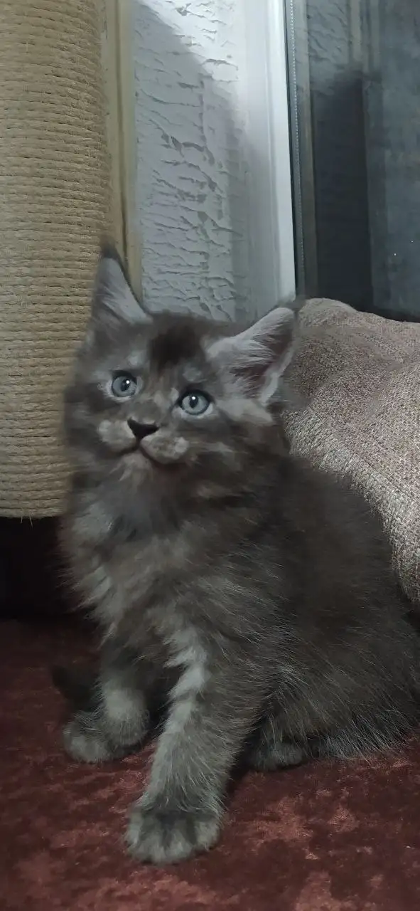 Котята породы мейн-кун - Кошки (Животные) в Волноваха