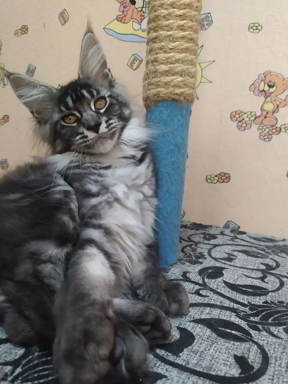 Котята породы мейн-кун - Кошки (Животные) в Волноваха