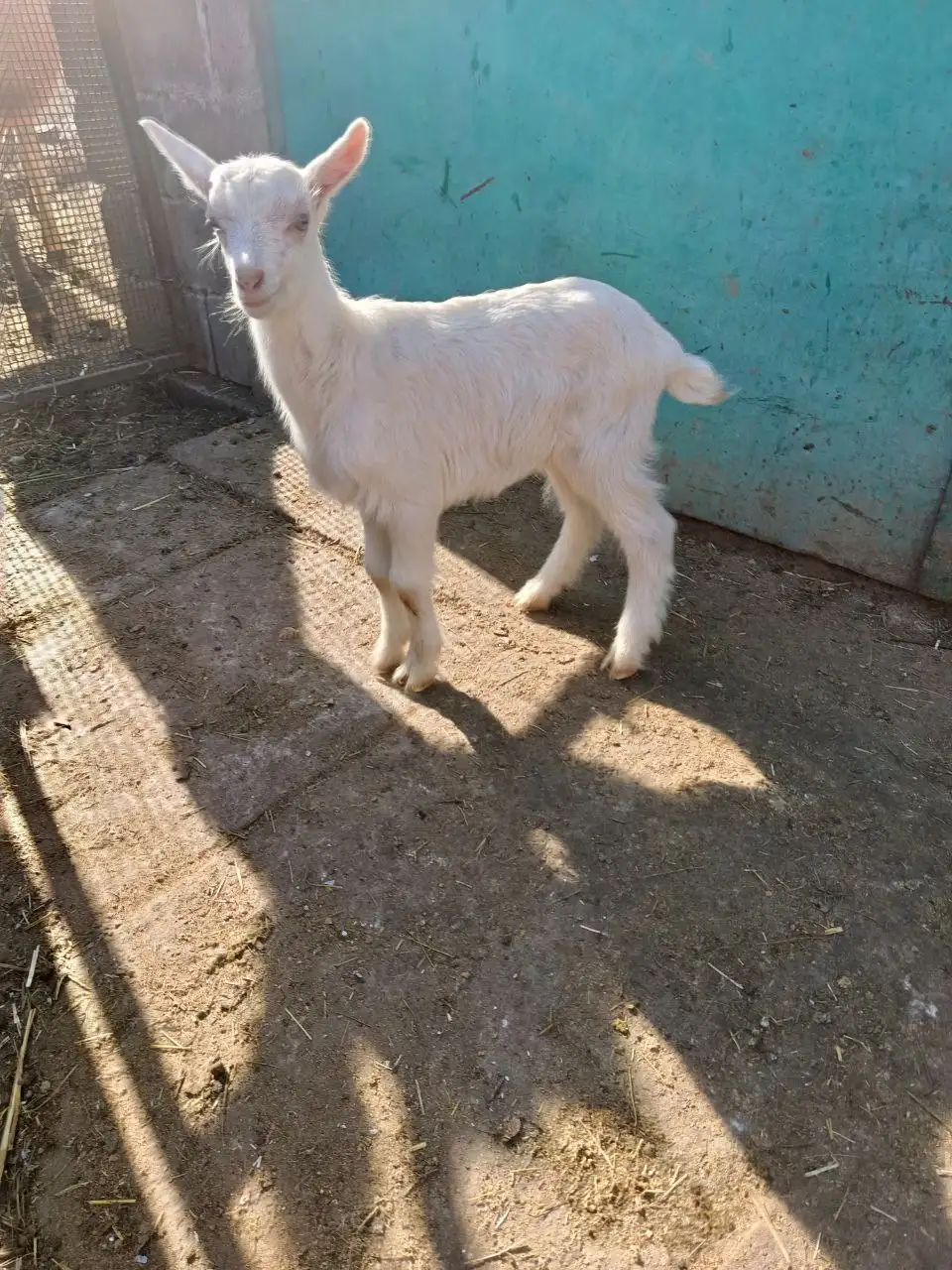 Продажа козлят Зааненской породы - Сельскохозяйственные животные (Животные) в Мариуполь