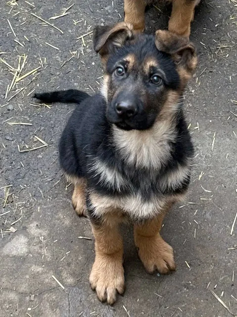 Продаются щенки ВЕО Восточноевропейской овчарки - частное объявление в Донецк
