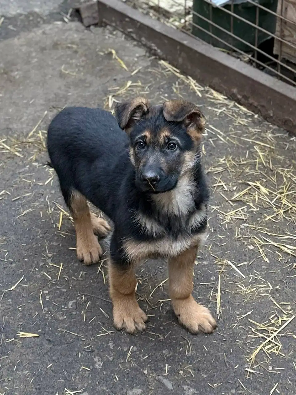 Продаются щенки ВЕО Восточноевропейской овчарки - Собаки (Животные) в Донецк