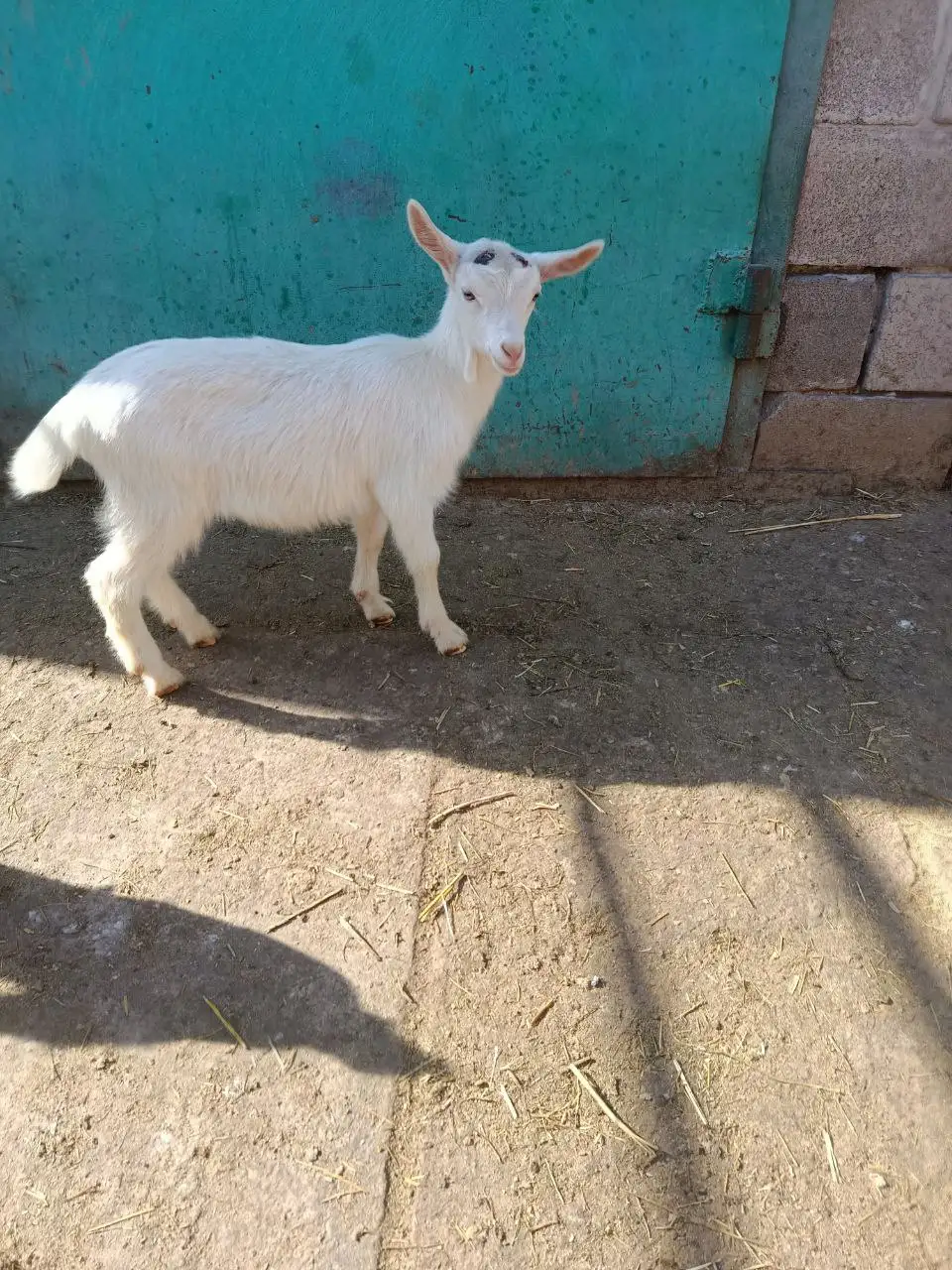 Продажа козочек Зааненской породы - Сельскохозяйственные животные (Животные) в Мариуполь