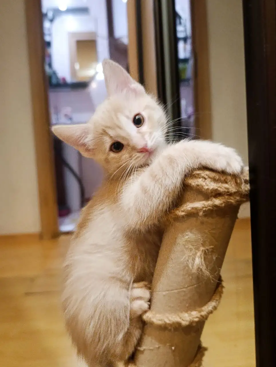 Котята в хорошие руки - Кошки (Животные) в Волноваха