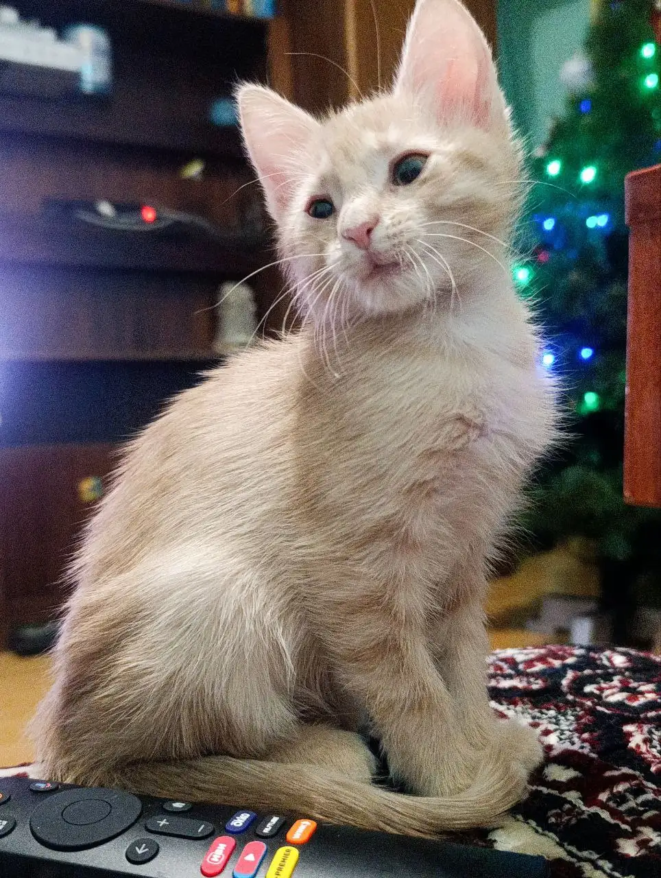 Котята в хорошие руки - Кошки (Животные) в Волноваха