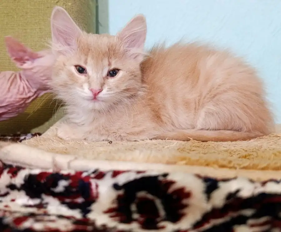 Котята в хорошие руки - Кошки (Животные) в Волноваха