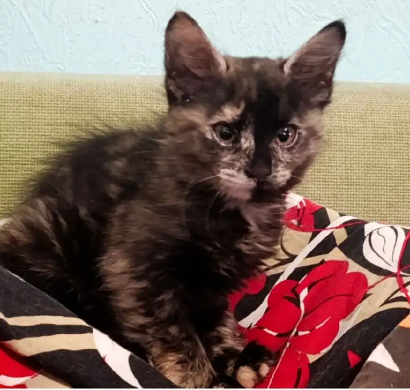 Котята в хорошие руки - Кошки (Животные) в Волноваха