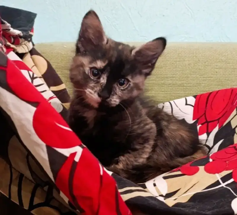 Котята в хорошие руки - Кошки (Животные) в Волноваха