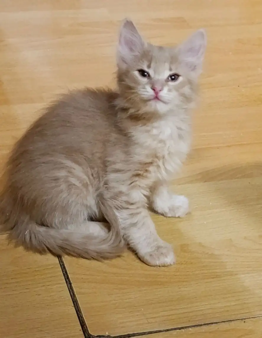 Котята в хорошие руки - Кошки (Животные) в Волноваха