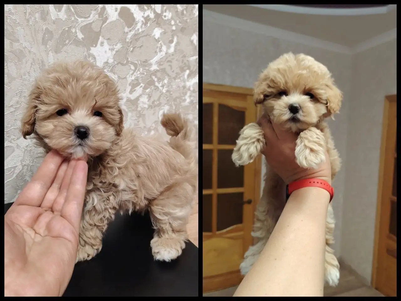 Мальтипу мини ф1 с документами - Собаки (Животные) в Мелитополь