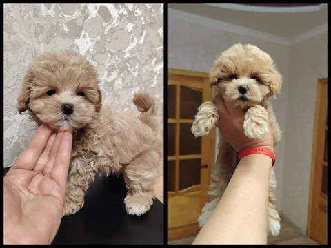 Мальтипу мини ф1 с документами - частное объявление в Мелитополь