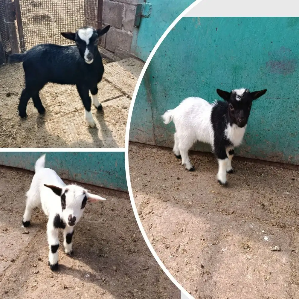 Продажа Камерунских козликов - Сельскохозяйственные животные (Животные) в Мариуполь