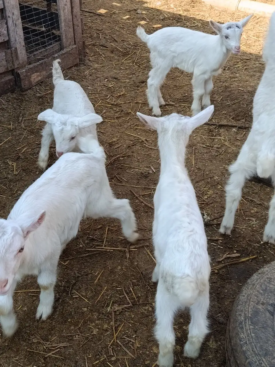 Продажа козлят Зааненской породы в Мариуполе - Сельскохозяйственные животные (Животные) в Мариуполь
