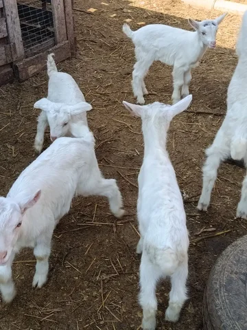 Продажа козлят Зааненской породы в Мариуполе - Сельскохозяйственные животные в Мариуполь