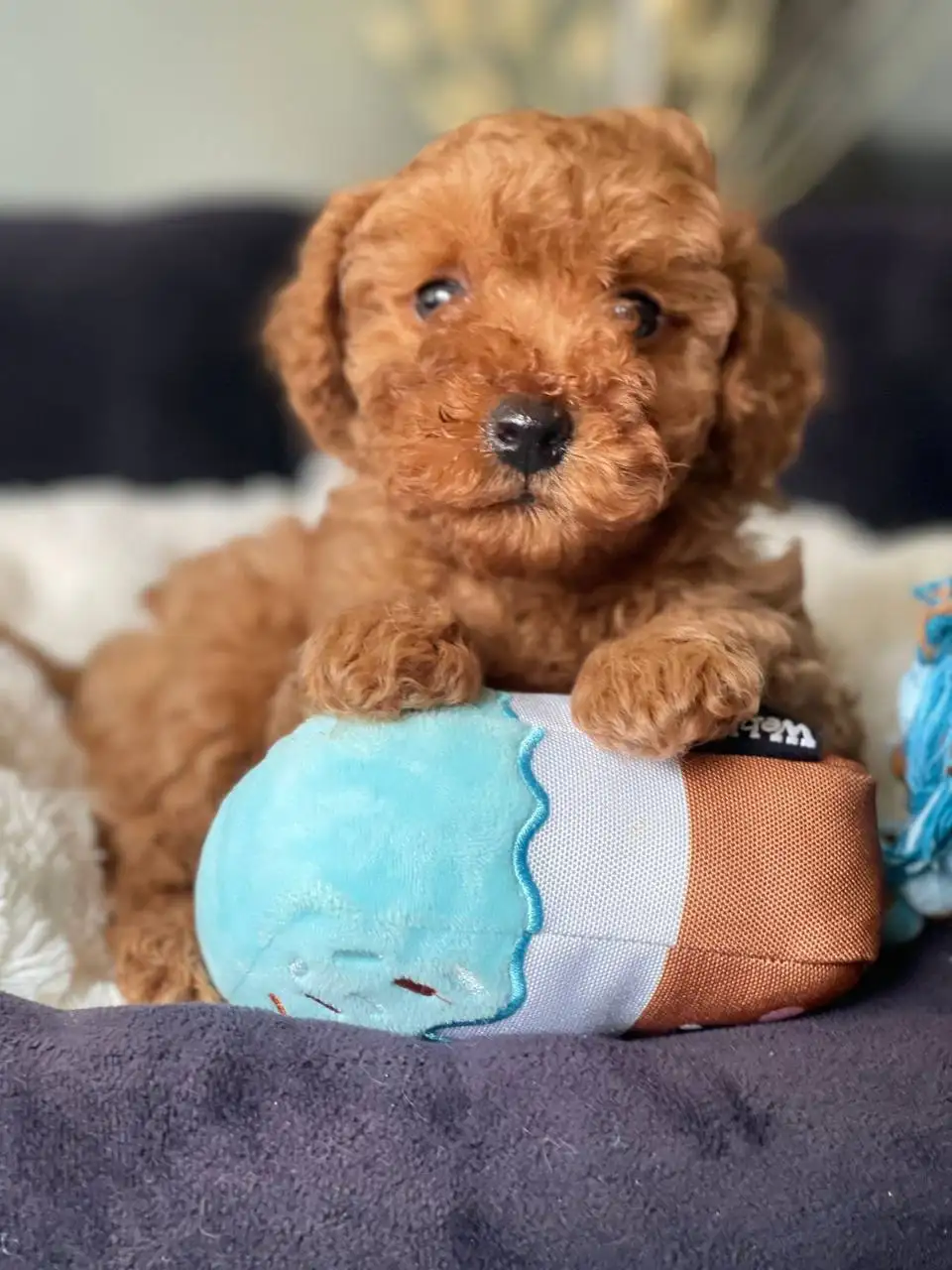 Щенок той-пуделя ищет хозяев - Собаки (Животные) в Донецк