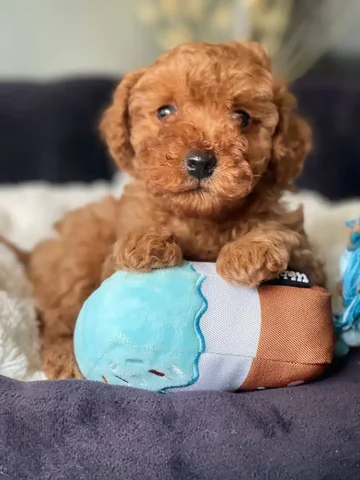 Щенок той-пуделя ищет хозяев - Кошки в Донецк