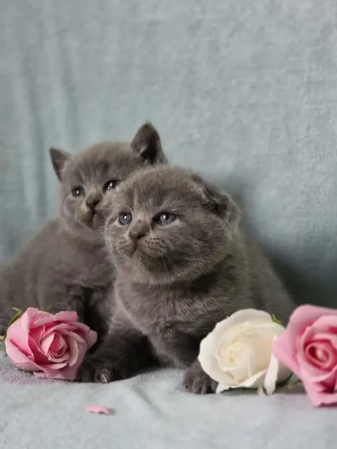 Котята-малыши: вислоухие, прямоухие, канадские сфинксы, эльфы - Кошки в Луганск