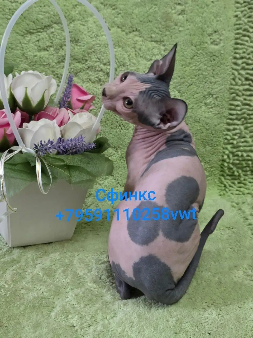 Котята-малыши: вислоухие, прямоухие, канадские сфинксы, эльфы - Кошки (Животные) в Луганск