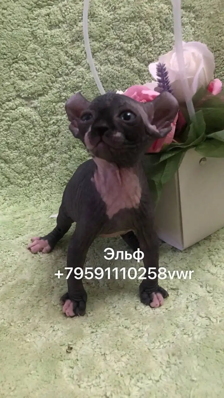 Котята-малыши: вислоухие, прямоухие, канадские сфинксы, эльфы - Кошки (Животные) в Луганск