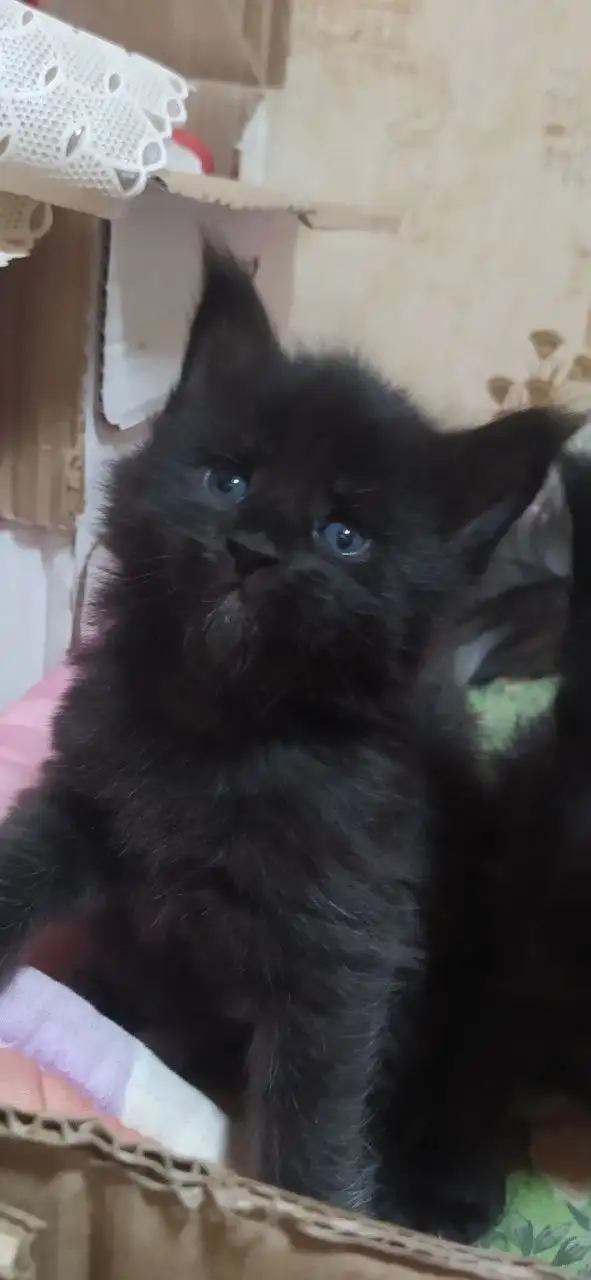 Котята породы мейн-кун разных окрасов - Кошки (Животные) в Волноваха