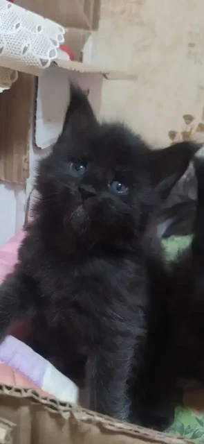 Котята породы мейн-кун разных окрасов - Кошки в Волноваха