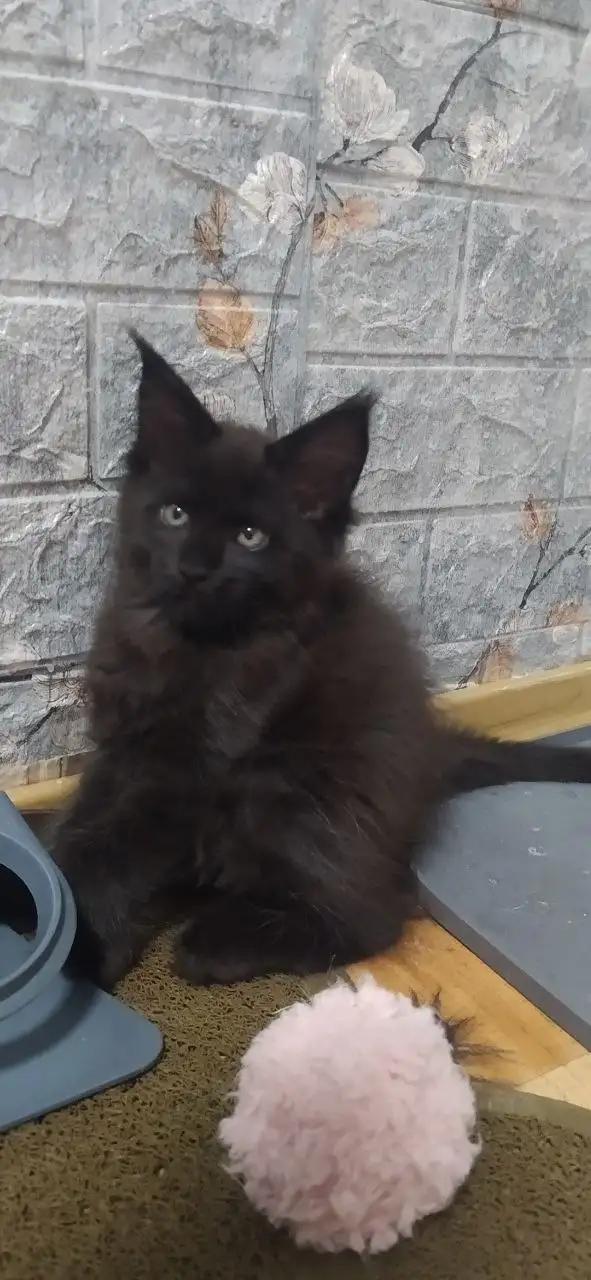 Котята породы мейн-кун разных окрасов - Кошки (Животные) в Волноваха