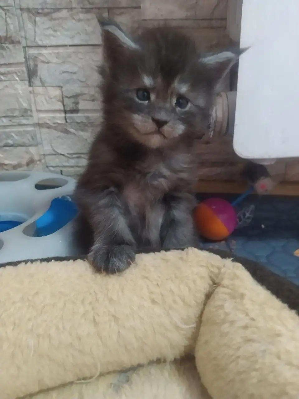 Котята породы мейн-кун разных окрасов - Кошки (Животные) в Волноваха