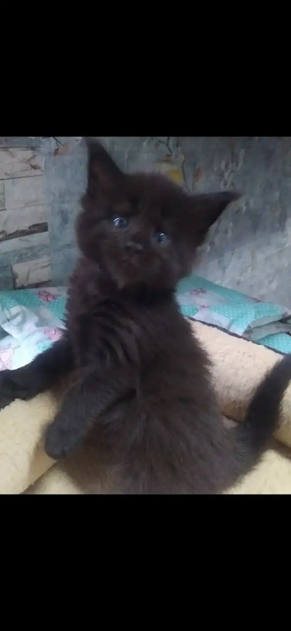 Котята породы мейн-кун разных окрасов - Кошки (Животные) в Волноваха