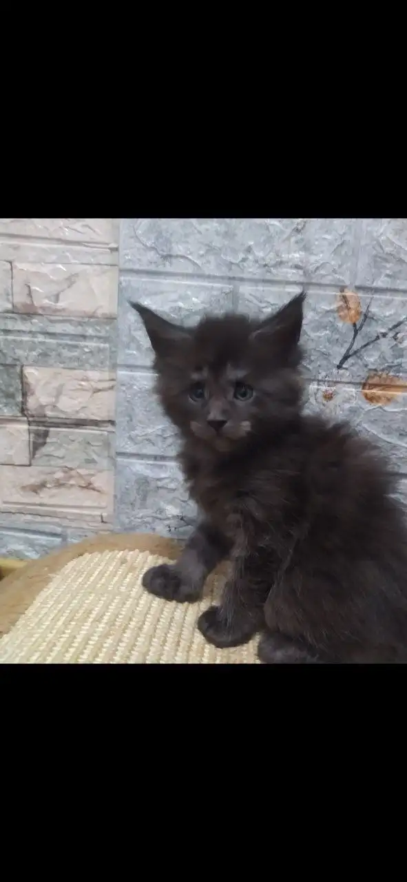 Котята породы мейн-кун разных окрасов - Кошки (Животные) в Волноваха