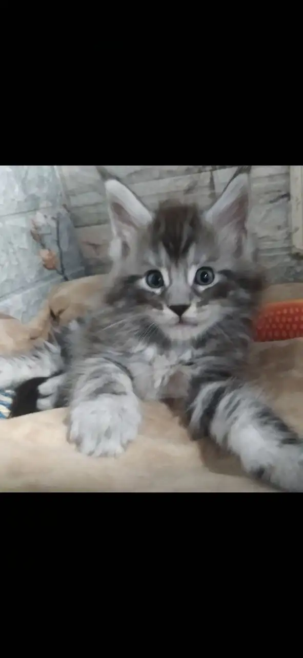 Котята породы мейн-кун разных окрасов - Кошки (Животные) в Волноваха