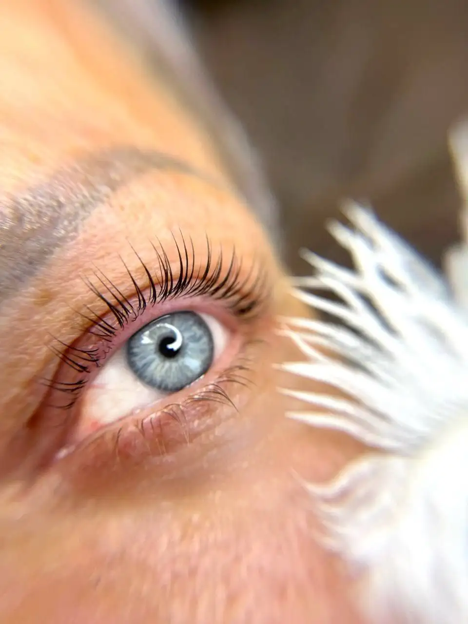 Услуги по наращиванию и ламинированию ресниц, оформлению бровей - Красота (Услуги) в Волноваха