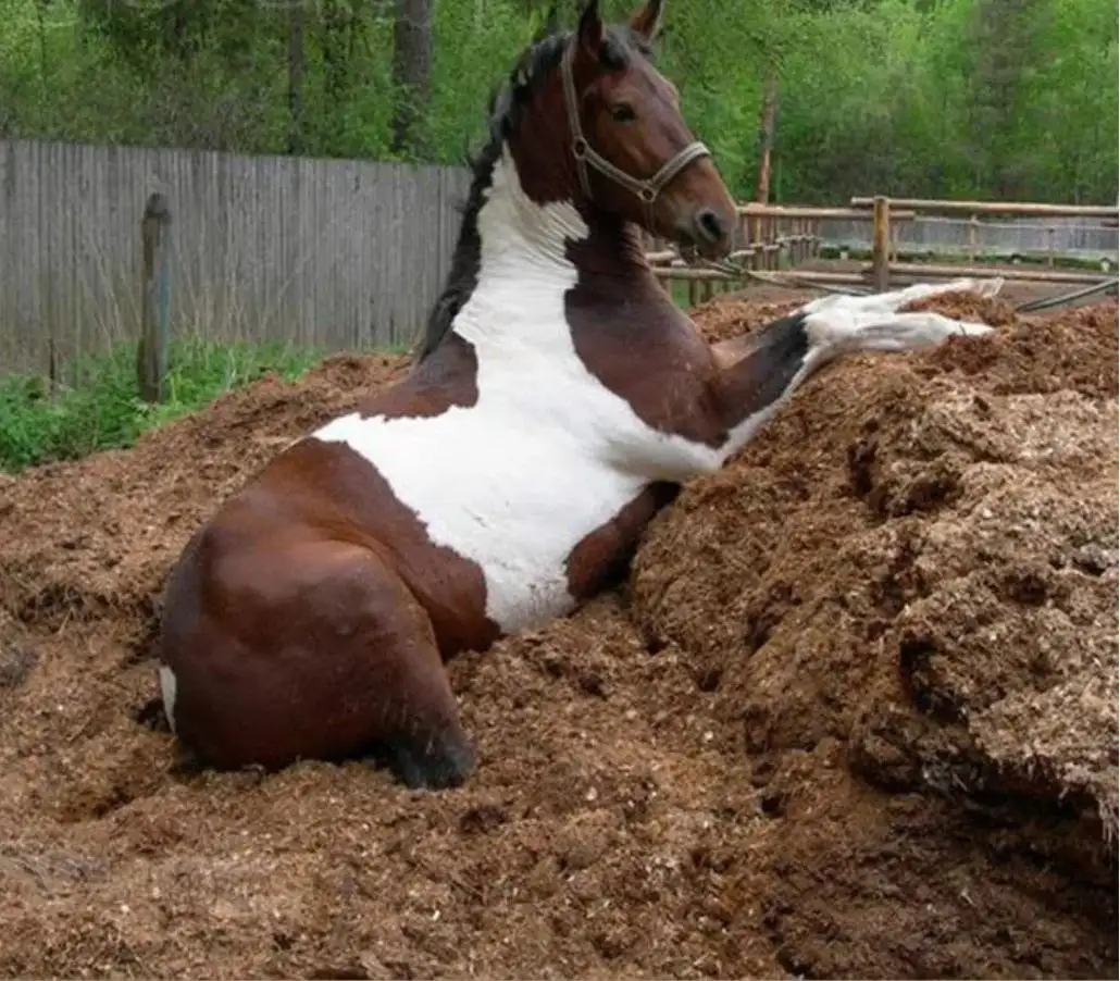 Вывоз строительного мусора и продажа материалов в Луганске - Грузоперевозки и вывоз мусора (Услуги) в Луганск