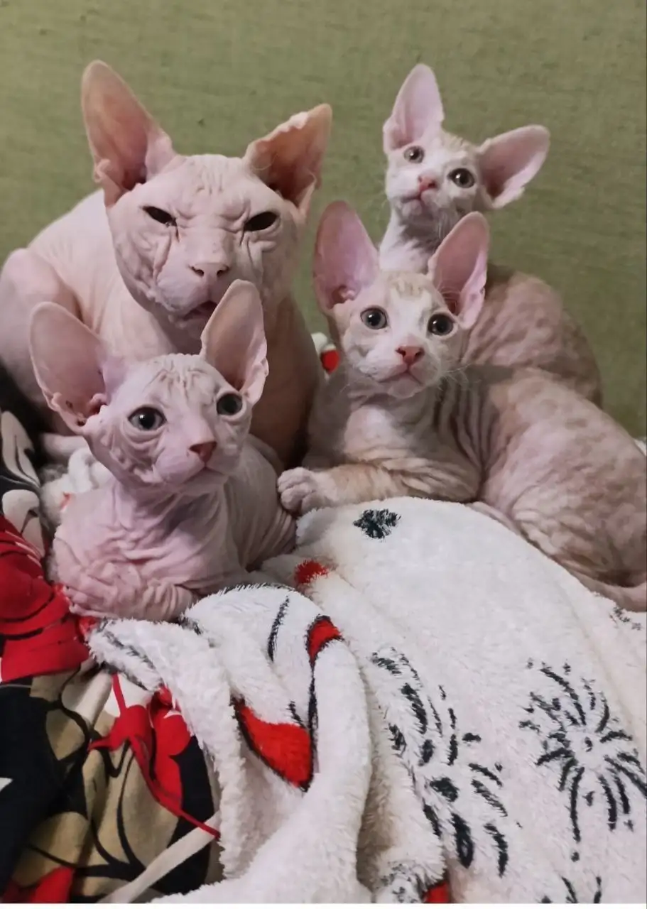 Котята сфинксы ищут дом - Кошки (Животные) в Волноваха