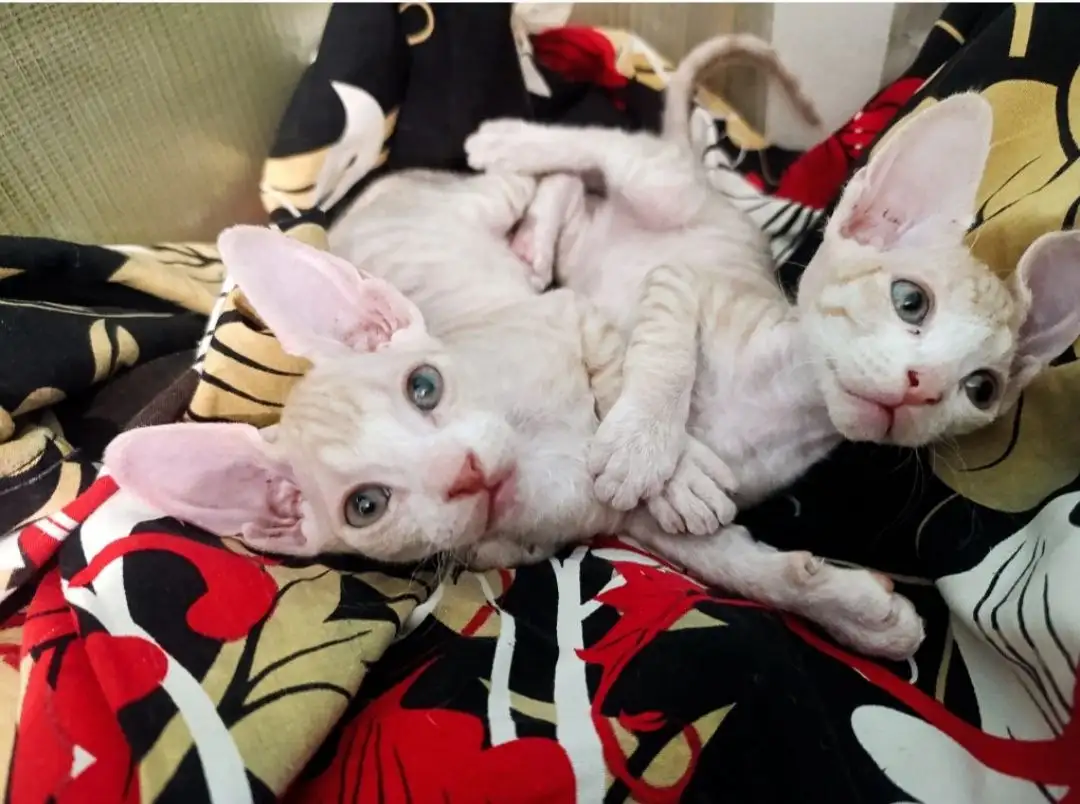 Котята сфинксы ищут дом - Кошки (Животные) в Волноваха