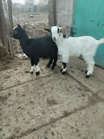 Продаются Камерунские козлики - Козы в Мариуполь