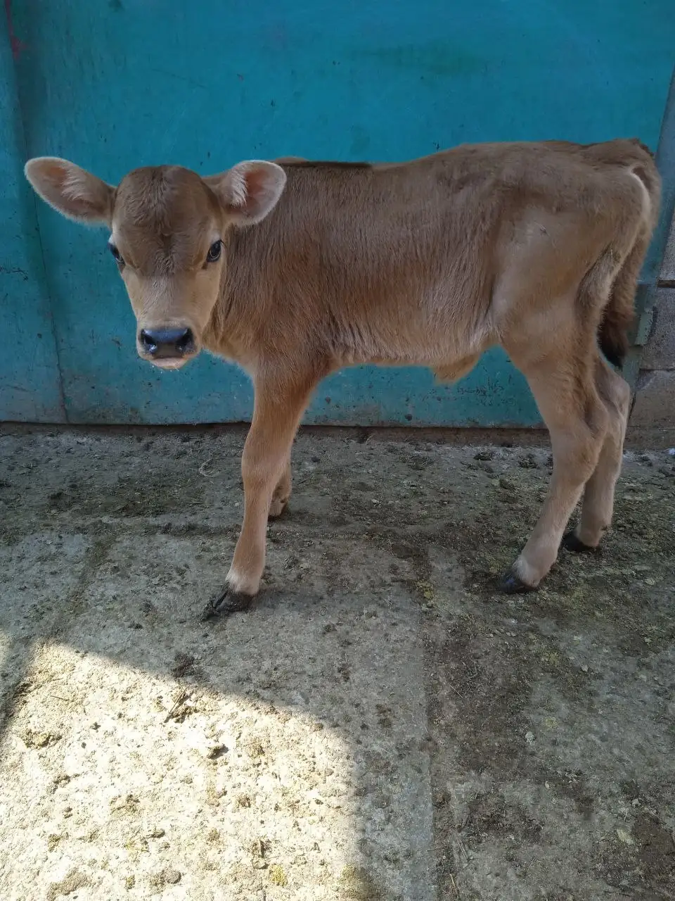 Продажа чистокровной тёлочки Джерсейской породы - Крупный рогатый скот (Животные) в Мариуполь