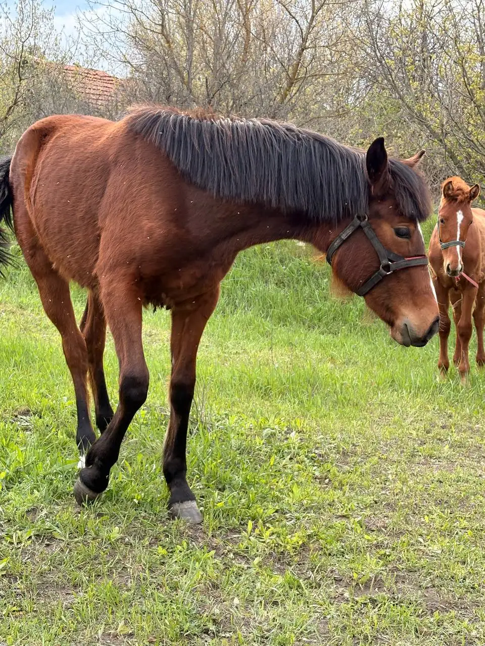 Жеребенок-кобыла гнедой масти - Лошади (Животные) в Луганск