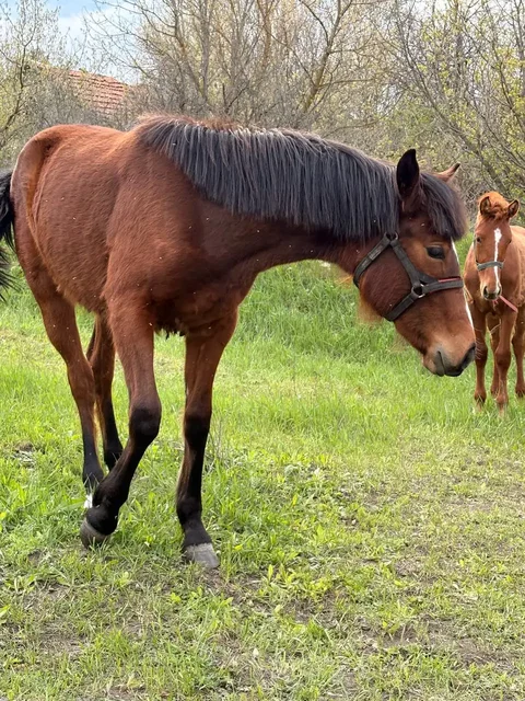 Жеребенок-кобыла гнедой масти - Лошади в Луганск
