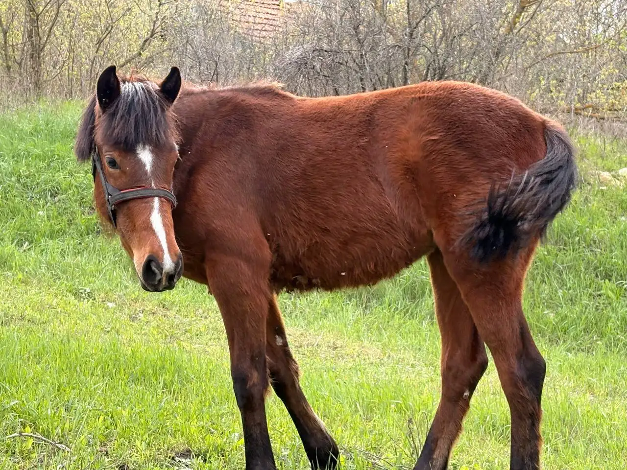 Жеребенок-кобыла гнедой масти - Лошади (Животные) в Луганск