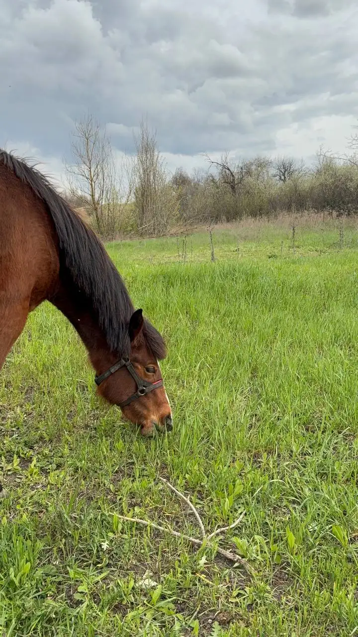 Жеребенок-кобыла гнедой масти - Лошади (Животные) в Луганск